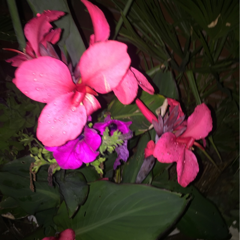 plant image 186948