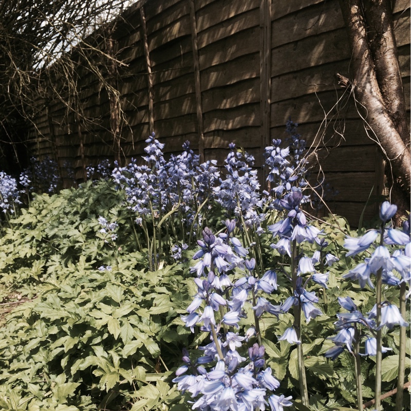 Hybrid Bluebell