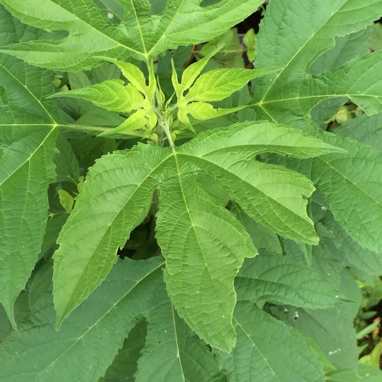 Plant image Ambrosia Trifida