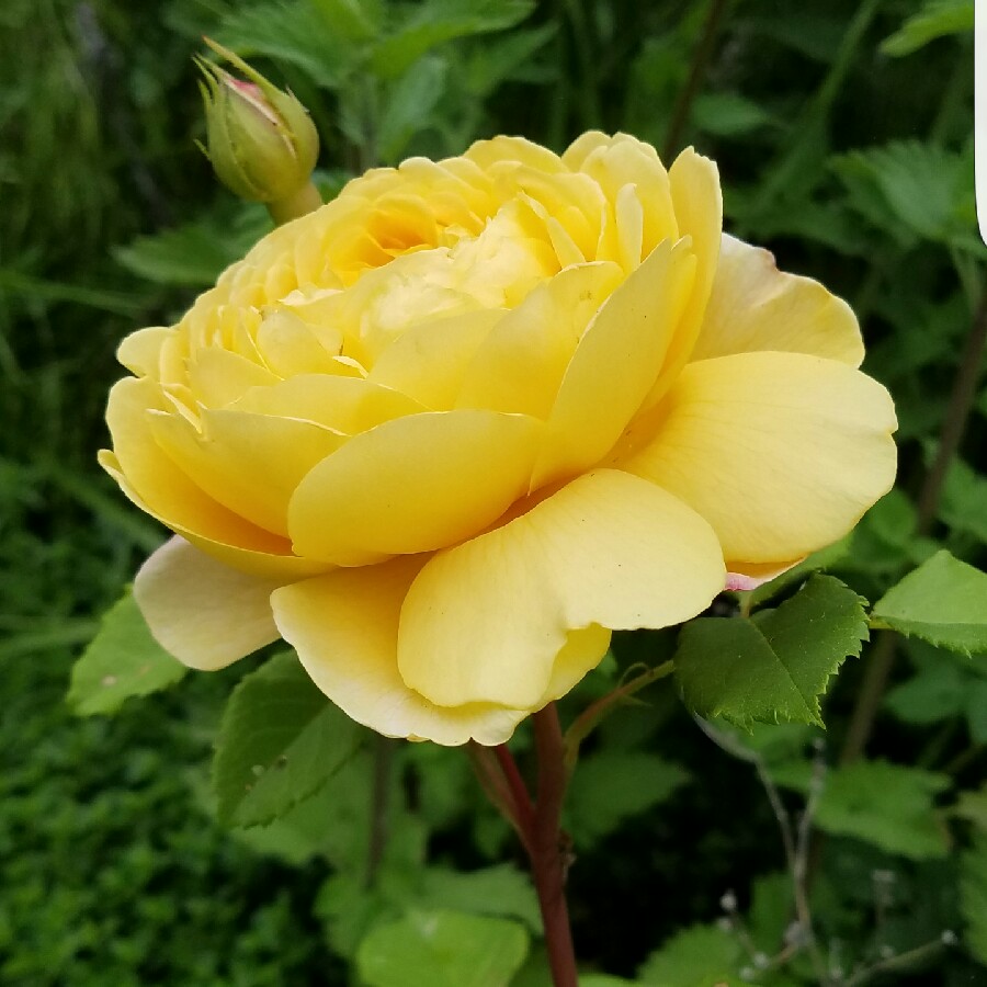 Rosa (Hybrid Tea)