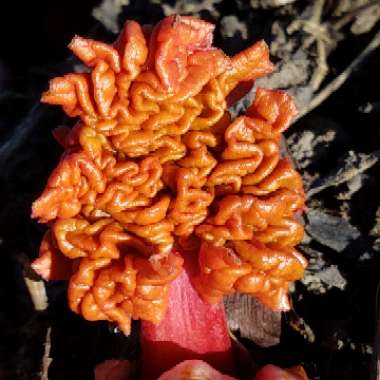 Rheum Rhabarbarum
