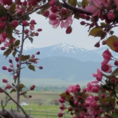 Malus sylvestris