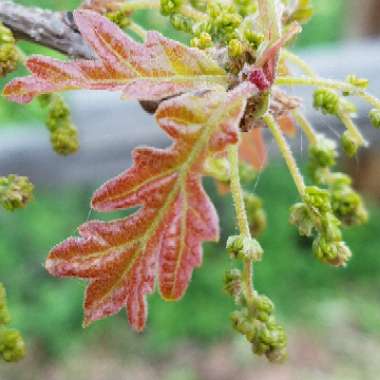 Quercus robur syn. Quercus pedunculata