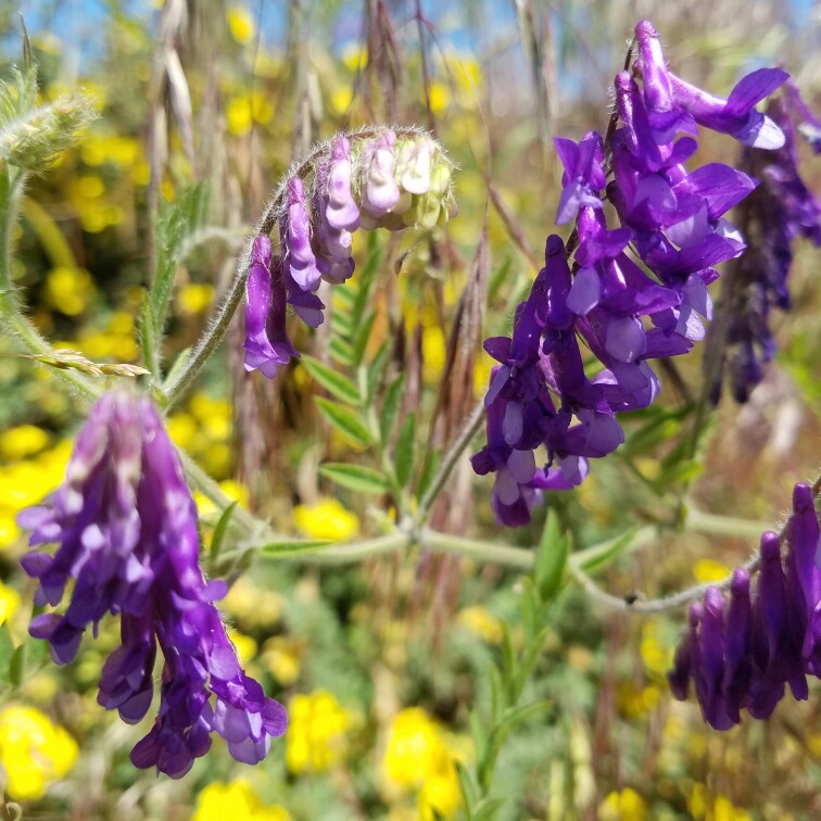 Plant image Vicia villosa