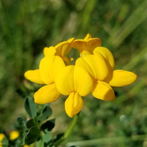 Lotus corniculatus