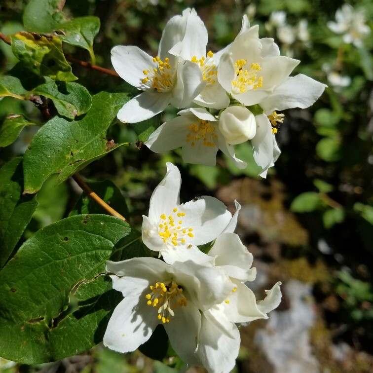Plant image Philadelphus lewisii