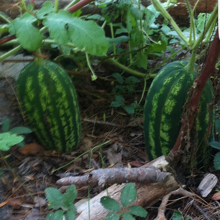 Plant image Citrullus Lanatus