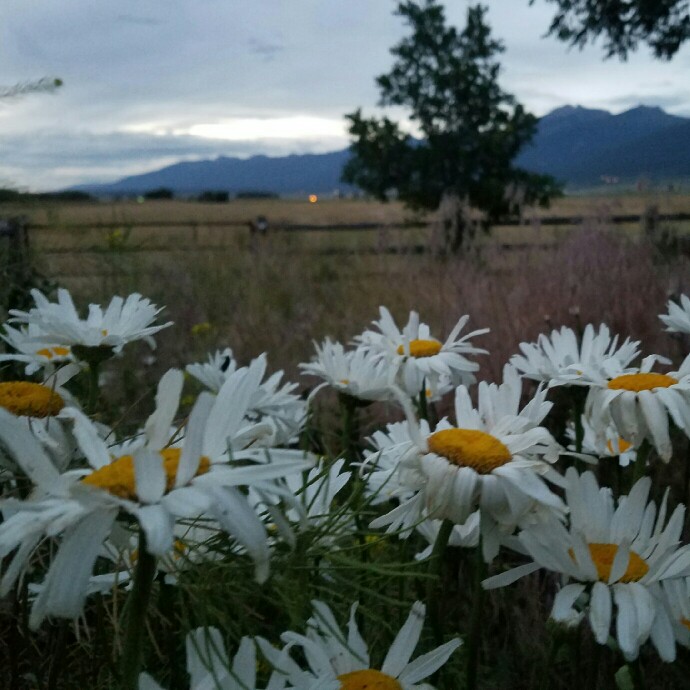 Leucanthemum x superbum 'Laspider'