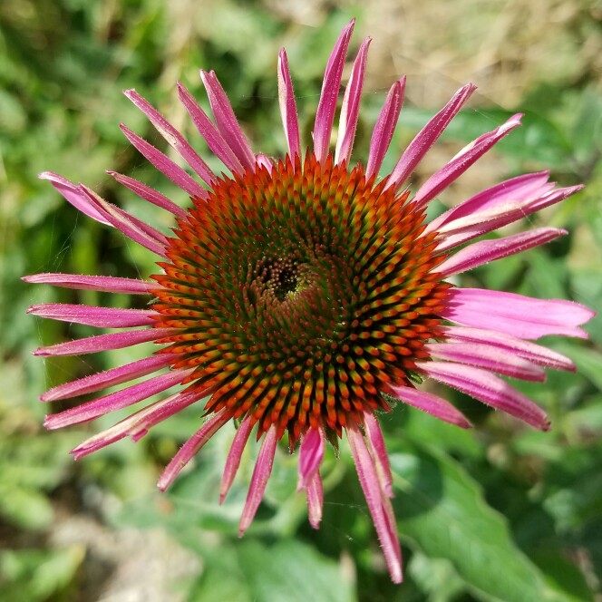 plant image 154946 plant image 154946