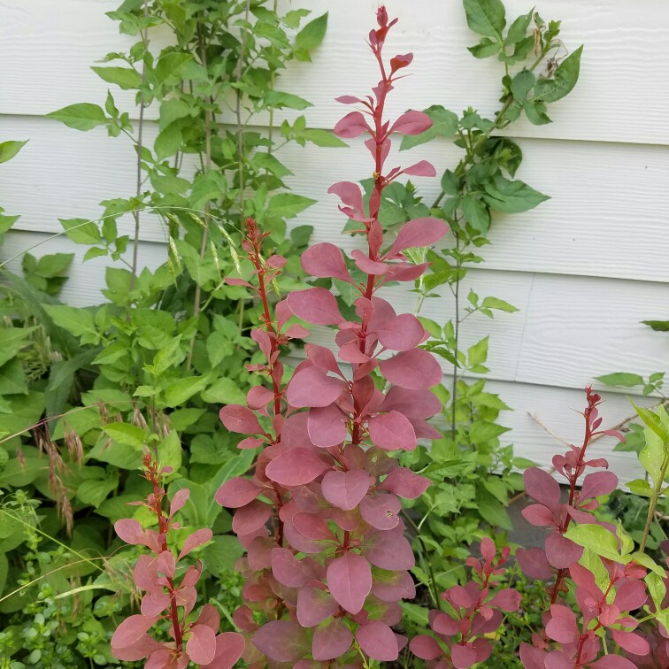 plant image 168120