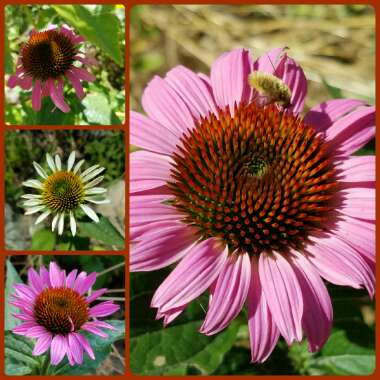 Echinacea