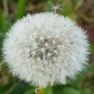 Taraxacum officinale