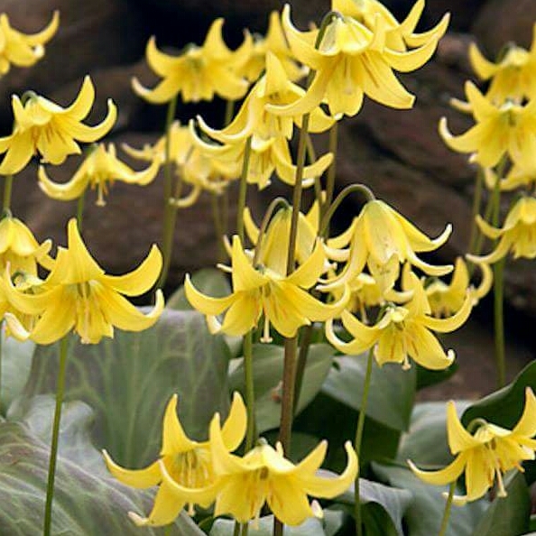 plant image 254399