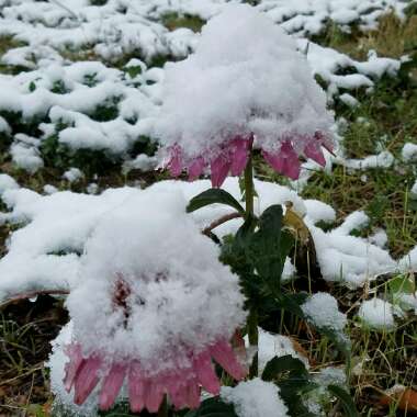 Echinacea