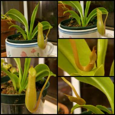 Nepenthes ventrata x