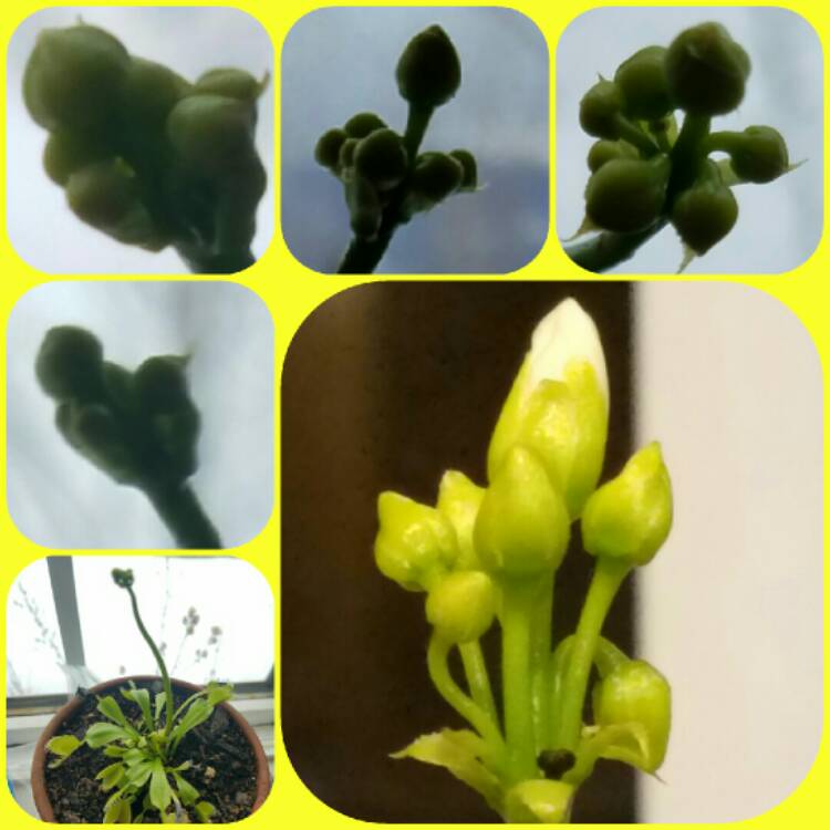 plant image 313907