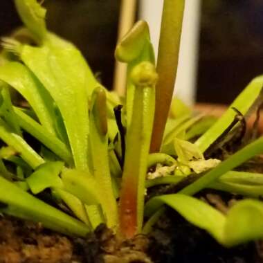 Dionaea muscipula