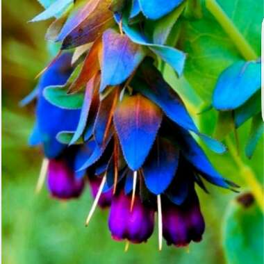 Cerinthe major 'Purpurescens'