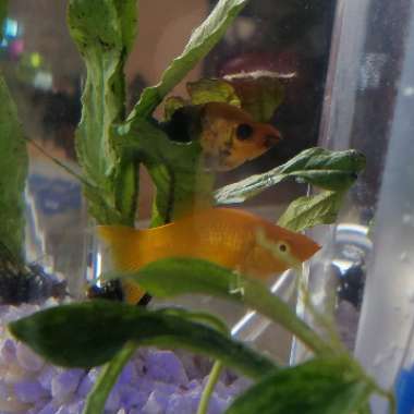 Anubias