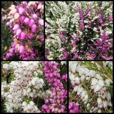 Calluna vulgaris