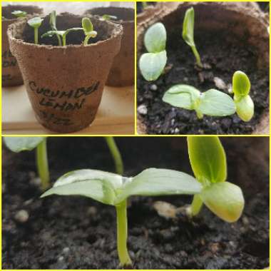Cucumis Sativus 'Lemon '