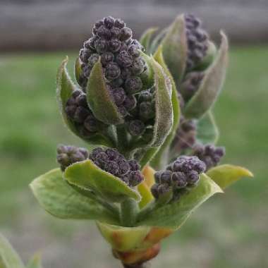 Syringa vulgaris 'Sensation'