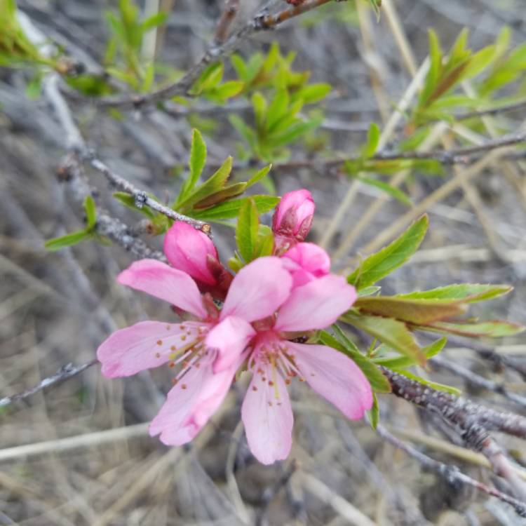 plant image 369835