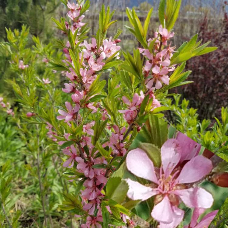 Plant image Prunus tenella