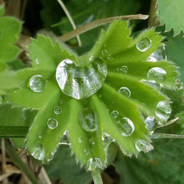 Plant image Alchemilla splendens