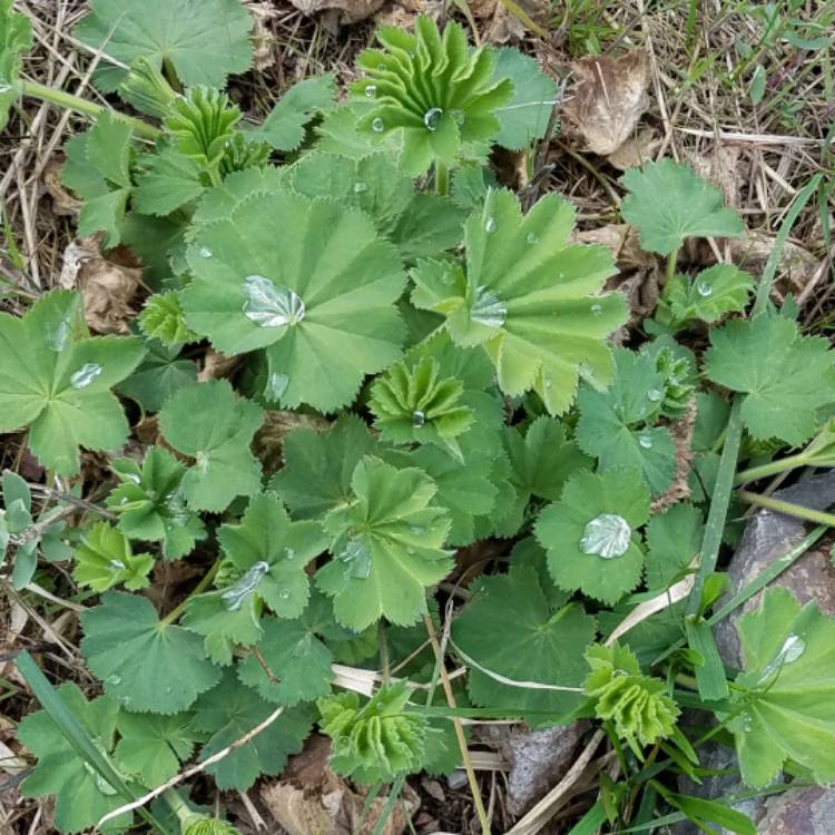 plant image 384765
