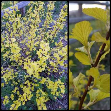 Physocarpus opulifolius 'Dart's Gold'