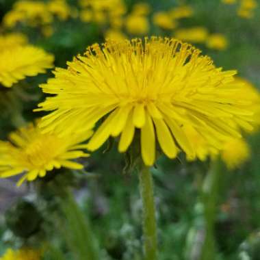 Taraxacum officinale