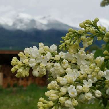 Syringa