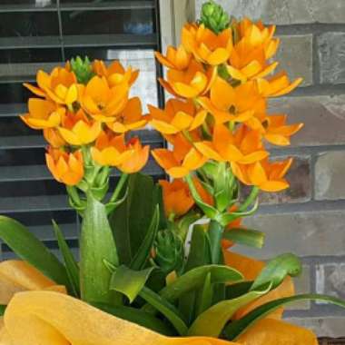 Ornithogalum dubium