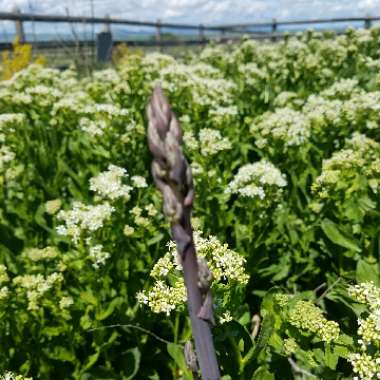 Asparagus officinalis