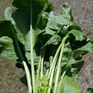 Armoracia rusticana syn. Cochlearia armoracia