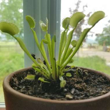 Dionaea muscipula