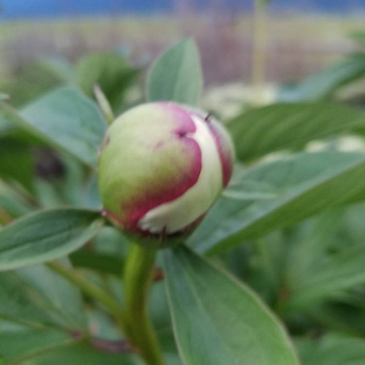 plant image 429840