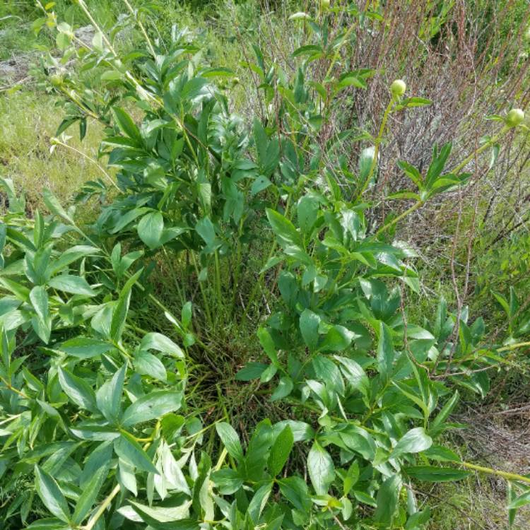 Plant image Paeonia officinalis 'Rubra Plena'
