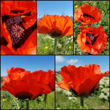 Papaver somniferum 'Giganteum'