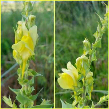 Linaria