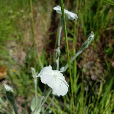 Lychnis coronaria syn. Agrostemma coronaria syn. Agrostemma tomentosum