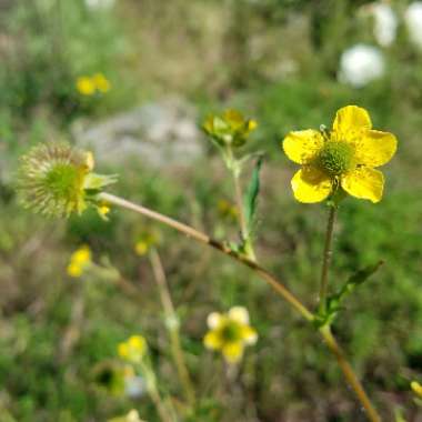 Ranunculus abortivus