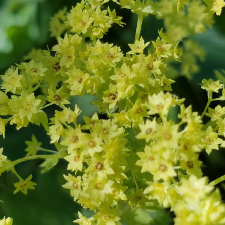 plant image 457503