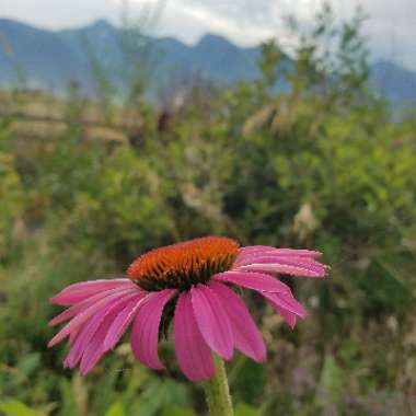 Echinacea