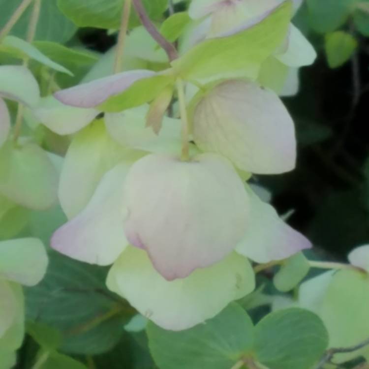 plant image 486522