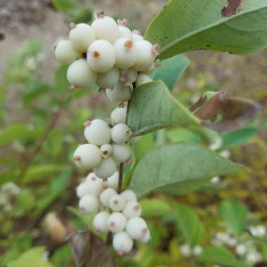Symphoricarpos Occidentalis