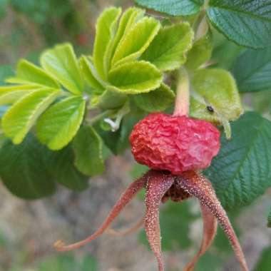 Rosa rugosa 'Pink'