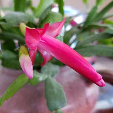Schlumbergera x buckleyi