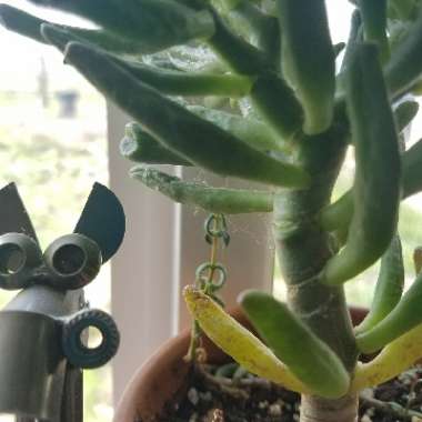 Crassula ovata 'Gollum'